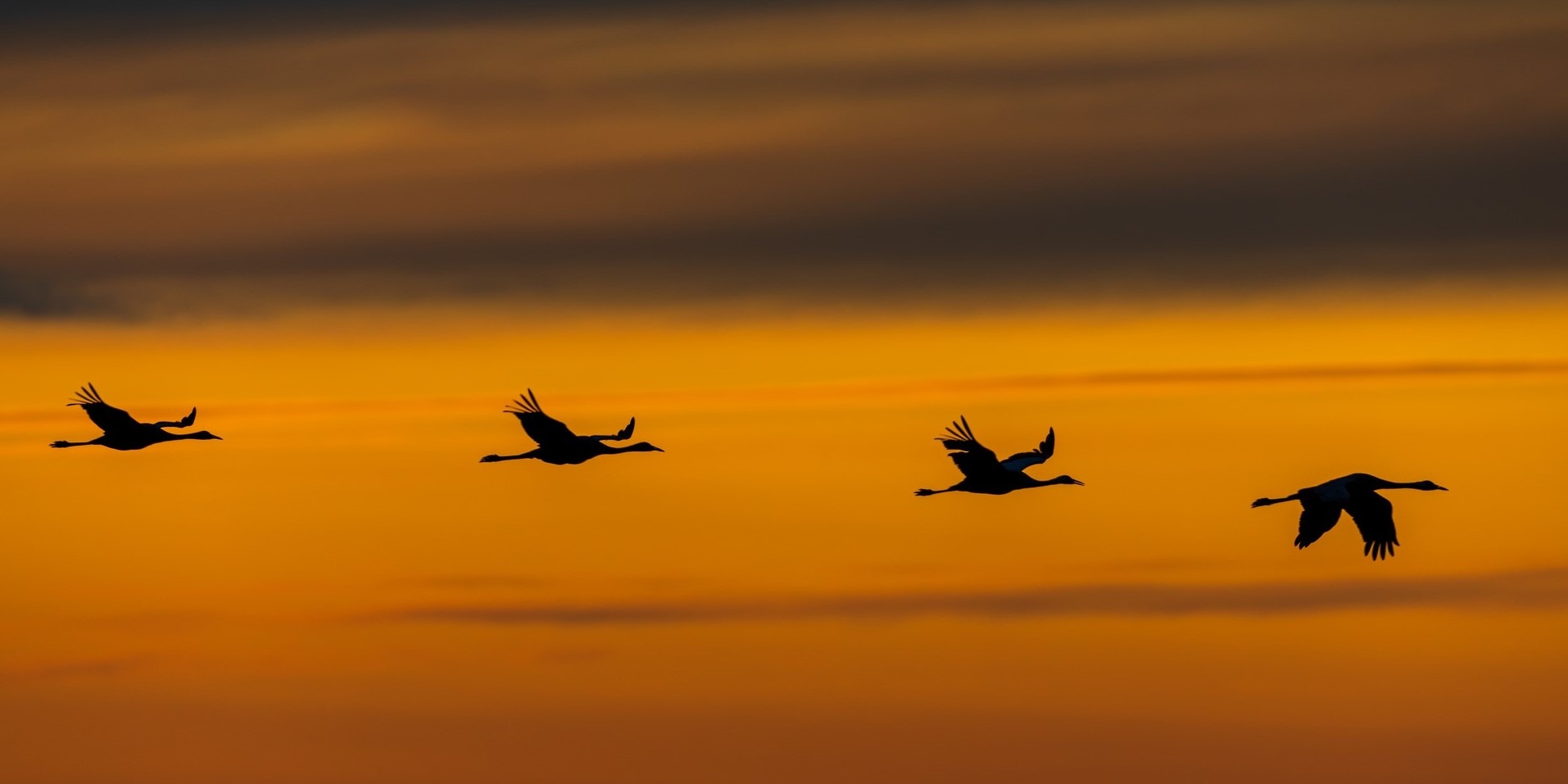 Silhouettes of cranes flying against a vibrant orange and yellow sunset sky.